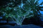 Pure White 70 LED C6 Strawberry Mini Lights Commercial Grade on Green Wire