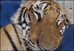 Put a tiger on your tree