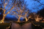 Commercial Grade Wide Angle 70 LED Warm White 35.5' Long on Green Wire