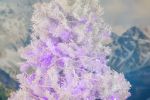 Commercial Grade Wide Angle 50 LED Purple 25' Long White Wire