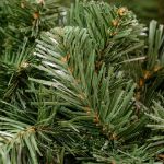9' Lighted Deluxe Colorado Pine Garland