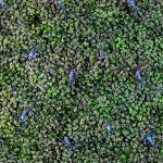 Blue LED Net Lights 4x6 Green Wire