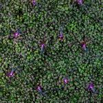 Purple LED Net Lights 4x6 Green Wire