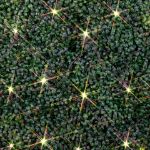 Warm White LED Net Lights 4x6 Brown Wire
