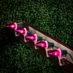 Pink Transparent C9 7 Watt Replacement Bulbs 25 Pack