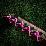 100 C9 Christmas Light Set - Purple Bulbs - Green Wire