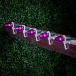 5 Pack Purple Smooth Glass C9 LED Bulbs