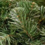 24" Lighted True Twinkle Deluxe Colorado Pine Wreath