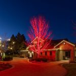 50 LED Red LED Christmas Lights 11' Long on Black Wire